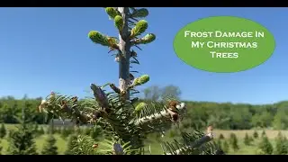 Avoid Frost Damage; Diversify Your Christmas Tree Planting Types