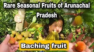 Rare Seasonal Fruits of Arunachal Pradesh | Baching fruit