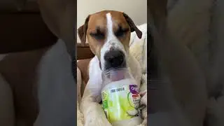 Coconut oil ASMR dog licking 😂 Coconut oil is SO good for dogs & helps their skin & coat