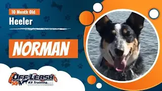 Norman, 10month Heeler | amazing distractions|best dog trainers Rochester NY