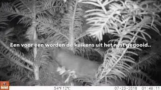 Vroege Vogels - Marter rooft lijsterkuikens