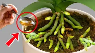 Pour 1 spoon into the root! The wilted orchid suddenly grew thousands of new roots.