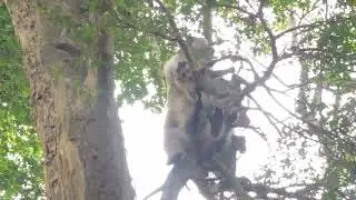 This monkey is still playing on the tree