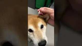 Вытаскивание шерсти сиба-ину