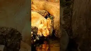 #shorts #lions #lion #lionne