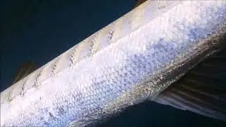 spearfishing pesca sub , barracuda al rallentatore ....
