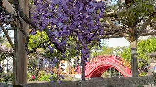 Kameido Tenjin Shrine Wisteria Festival 2025