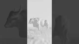 Indian Bison (Gaur) In Blender #blender #shorts #blenderanimation