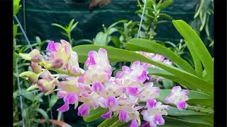 Hoa Lan Bốn Mùa đang phát trực tiếp!0914466956