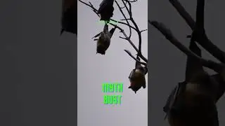 MYTH BUST - Do bats have eyesight?