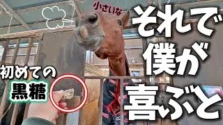 「へぇ、その小さいやつをボクに？」小さな黒糖を見た新米馬の反応がこちらです（先に謝罪しておきます）【ツルマルボーイ様のシモベ】