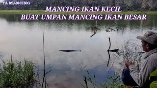 🌏MANCING LAMPAM BUAT UMPAN MANCING IKAN BESAR @TA MANCING