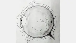 Human Eye Structure | Easy Diagram Trick