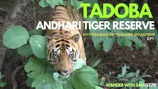 🐯Hyderabad to Tadoba Roadtrip EP1 |  Tadoba Jungle Safari 2025 | #chotamatka  #tadoba