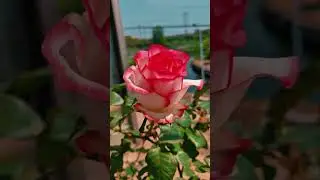 Jumelia Rose Plant #garden #rosecaring #gardening #plants #rose