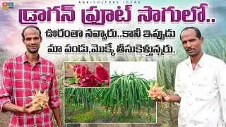 Dragon Fruit Farming | డ్రాగన్ ఫ్రూట్ సాగు | High Profits In Dragon Fruit Farming | Shiva Agriclinic