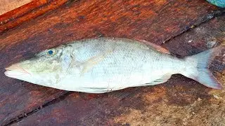 SPANGLED EMPEROR FISH | FRESH FISH CUTTING SKILL | GOOD FISH QOULITI