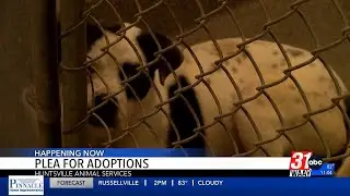 Huntsville dogs need homes now to prevent overcrowding crisis
