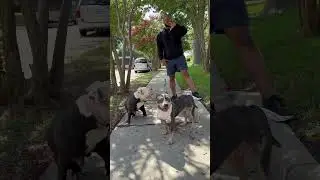 Keep your dogs at a healthy weight!!