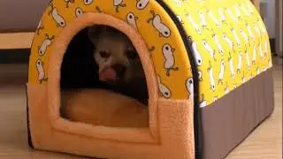 Therapeutic Foam Pet Bed House for Dogs & Cats