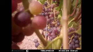 Chamby Grape Ripening TL