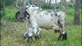 LAS LÍNEAS GENÉTICAS DE SUS VACAS DOBLE FUNCION / RANCHO “EL REDENTOR 19”.