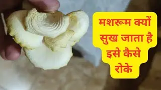 Mushroom ka sukh Jana , Kyu sukhta hai mushroom , kaise roken mushroom ka sukh a #mushroomfarming