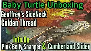Baby Turtle Unboxing