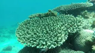 Madagascar - Belo Sur Mer - Snorkeling and whale watching