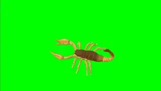 Scorpion Running, Attack on Green Screen Stock footage HD || Crazy Editor