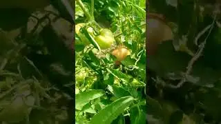 Tomato தோட்டம் | farming | Priyanka's World #Nature #agriculture #Nature status #Farmers