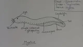 Myxine (hagfish) #primitivechordata                For GENERAL CHARACTERISTICS see the description.