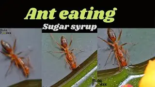 Hungry ANT eating sugar syrup 😂 enjoy this lesser noticed beauty | Ant drinking liquid candy #shorts
