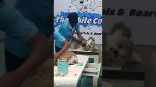 Massage time | dog massage #short #shortvideo #dog #massage #dogmassage #puppy #shihtzu