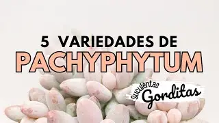 5 Variedades de PACHYPHYTUM | Suculentas Gorditas