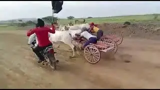 Bull cart and bike accident on the occasion of bull cart race