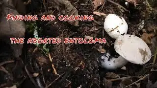 Foraging and cooking wild mushrooms: The aborted entoloma