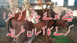 Downer cow care | use of hip lifter | Dr Furqan Basheer
