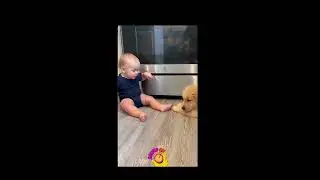 Funny MiauHau Family 🐱🐶 | Best Animal Moments 2026