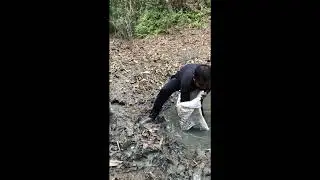 Amazing Hand Fishing For Snakehead Murrel Fish #fishing #shorts