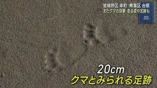 ドラレコに道路横切る映像　足跡も　仙台の住宅街で連日のクマ目撃