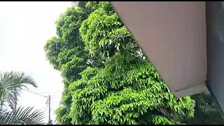Tropical cyclone Freddy brings rain to Mauritius