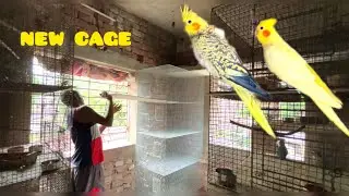 Buying new cage for cockatiels breeding