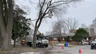 Bucket Truck Crew Cutting Tree Branches | Trucks for Kids and Grown-ups