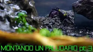 MONTANDO UN PALUDARIO pt 3 | LLEGARON LOS CANGREJOS | CANGREJOS VAMPIRO | ACUATERRARIO | GEOSESARMA