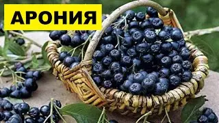 Выращивание Аронии как бизнес идея