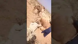 Camel male with female mating season for desert sharing 