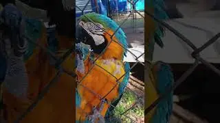 Uncle Sandy's Macaw Bird Park Pensacola Florida #Parrots #Birds #talkingparrot