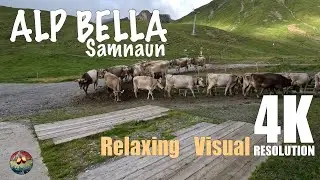 Alp bella in Samnaun 4K cows in the mountains