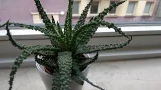 Spider Aloe Succulent - Mita Bishnoi Garden tips